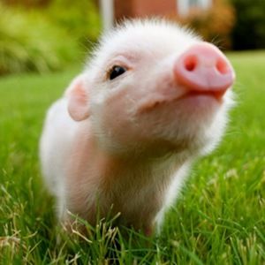 Meet your Posher, Sophie